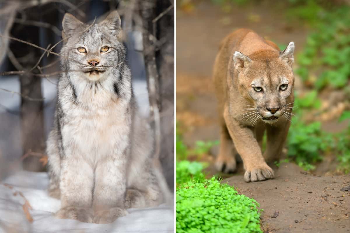 Canadian lynx and cougar can be found as other wild cats in the state