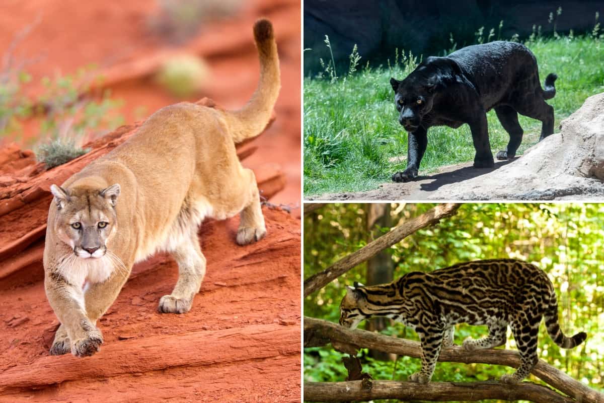 Mountain lion, Ocelot, Panther and some other wild animals can be found in Texas.