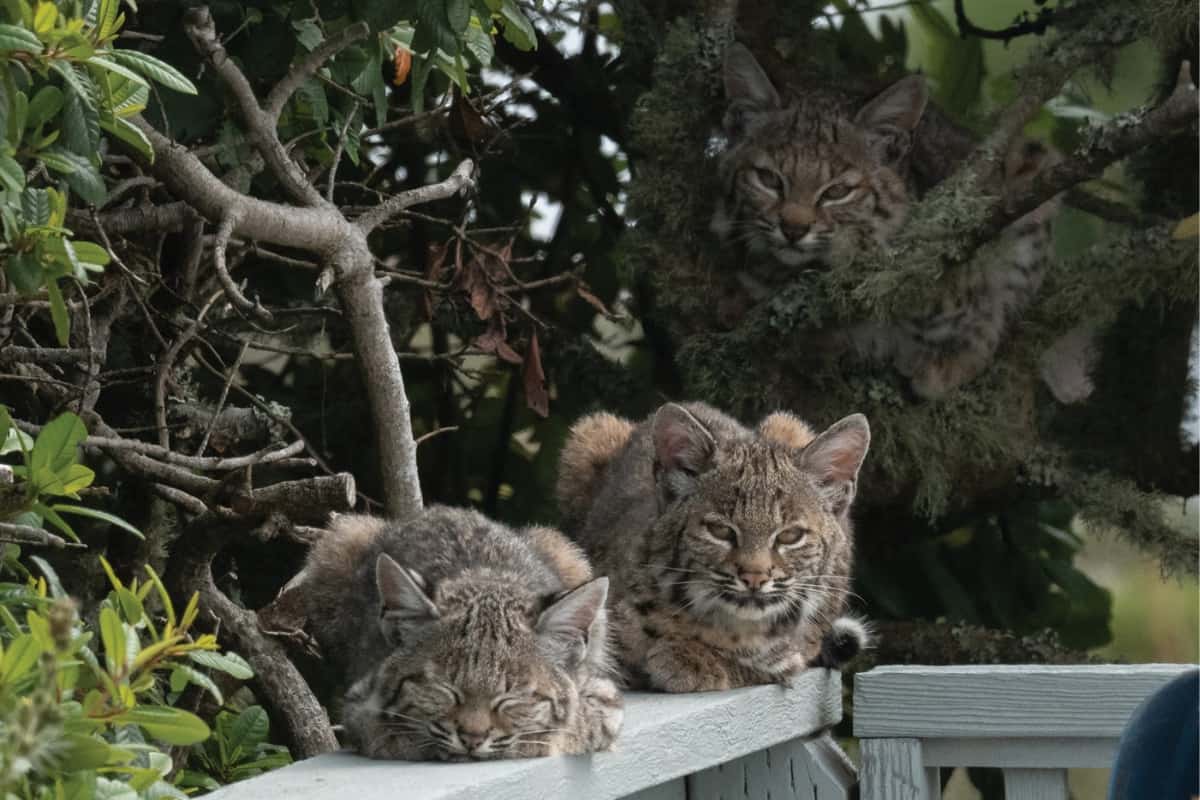 A bobcat family in the backyard