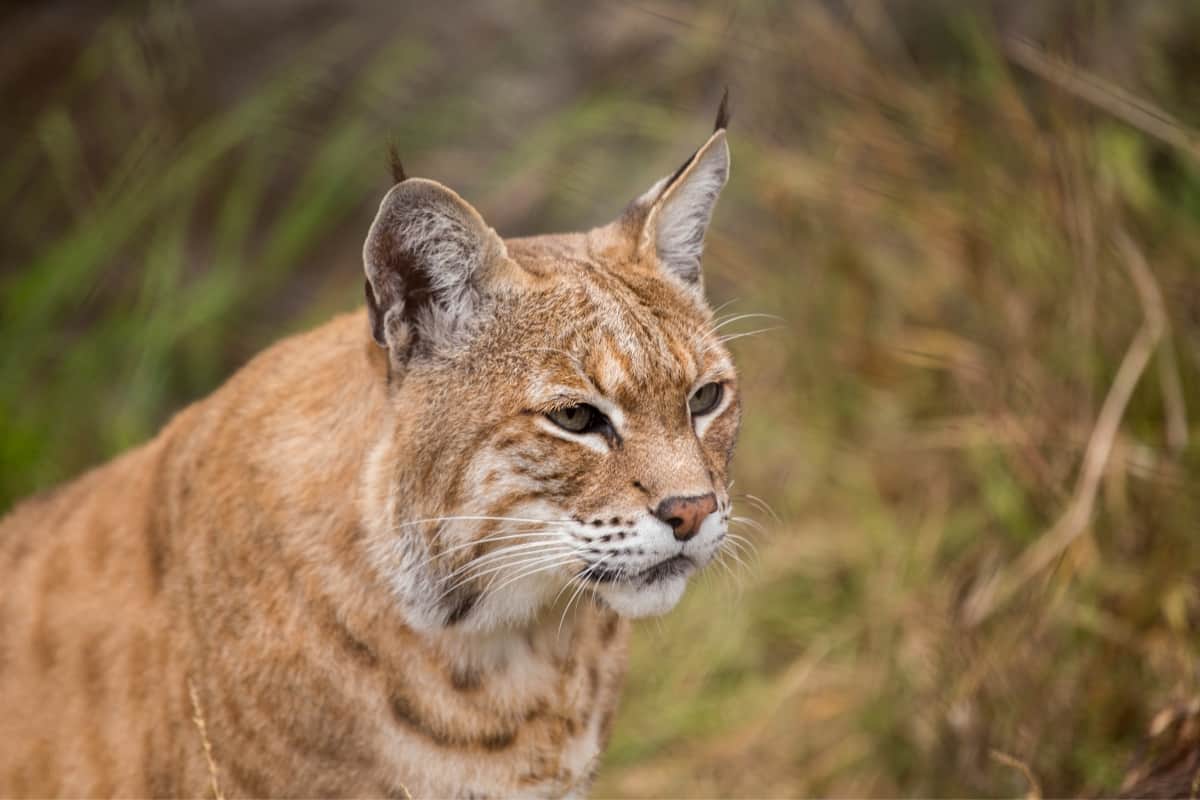 Red Bobcat color example