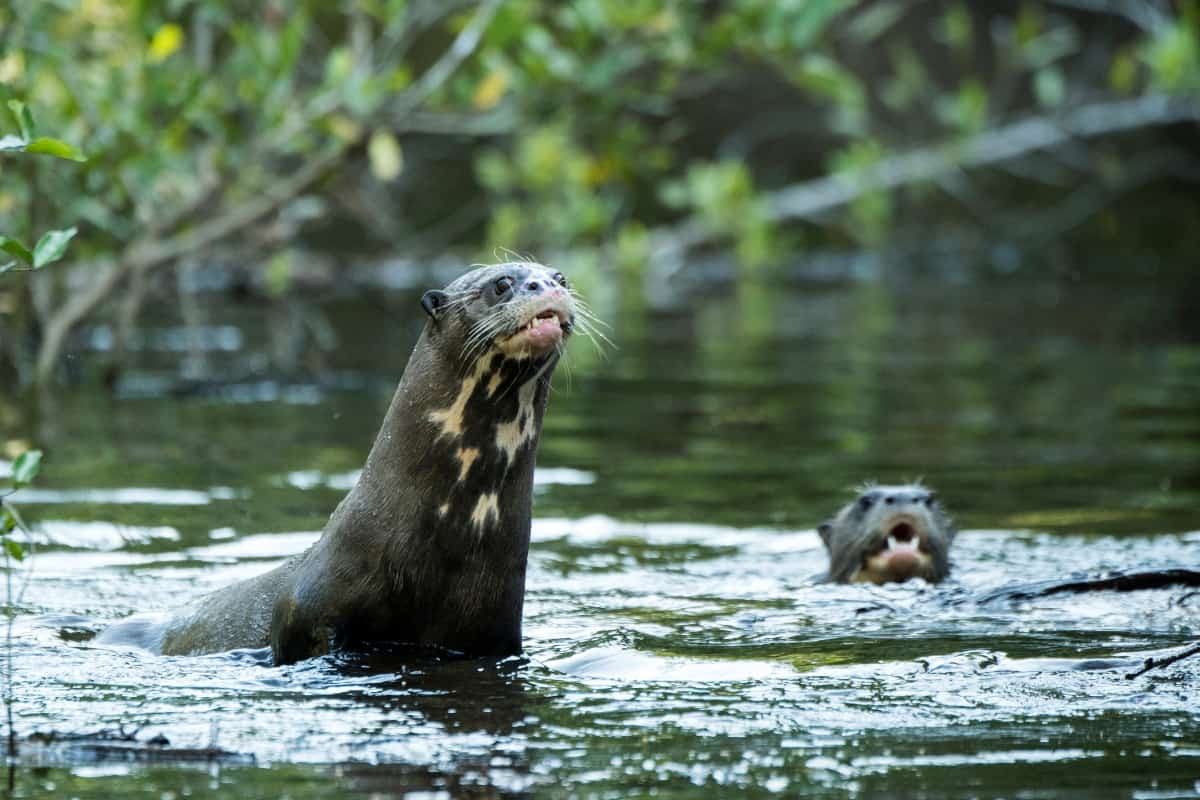 A giant river otter with its partner