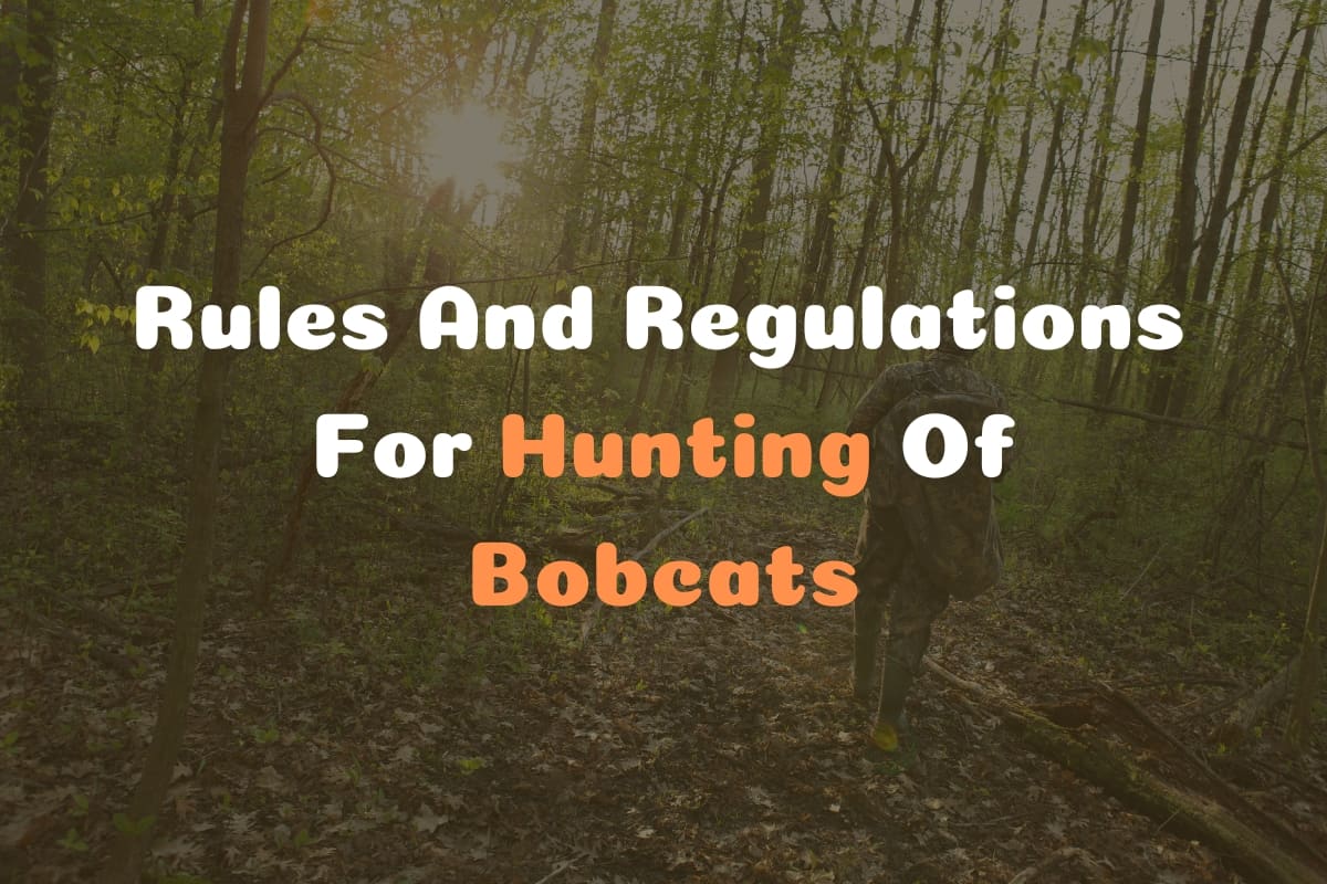 Rules And Regulations For Hunting Of Bobcats