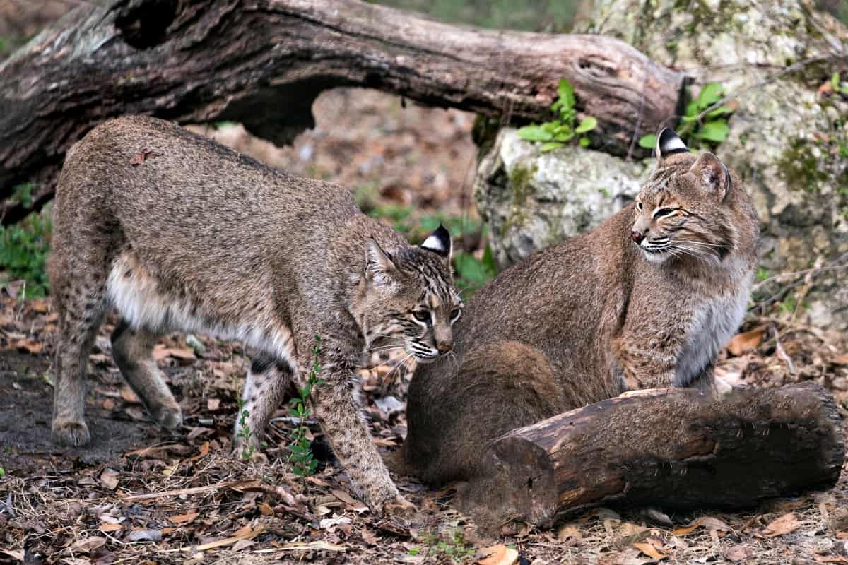A pair of bobcats interacting in the forest.