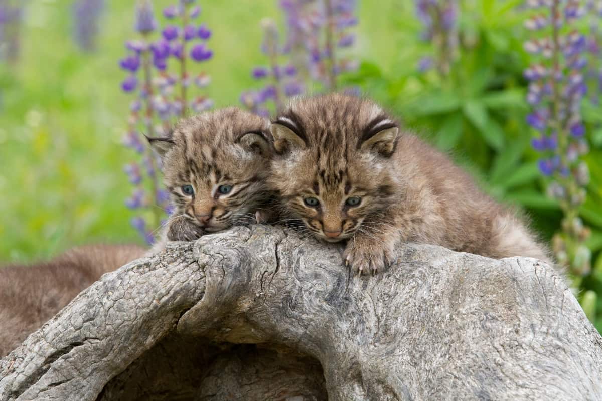 Mortality rate for young bobcats is high, only one in three survive.