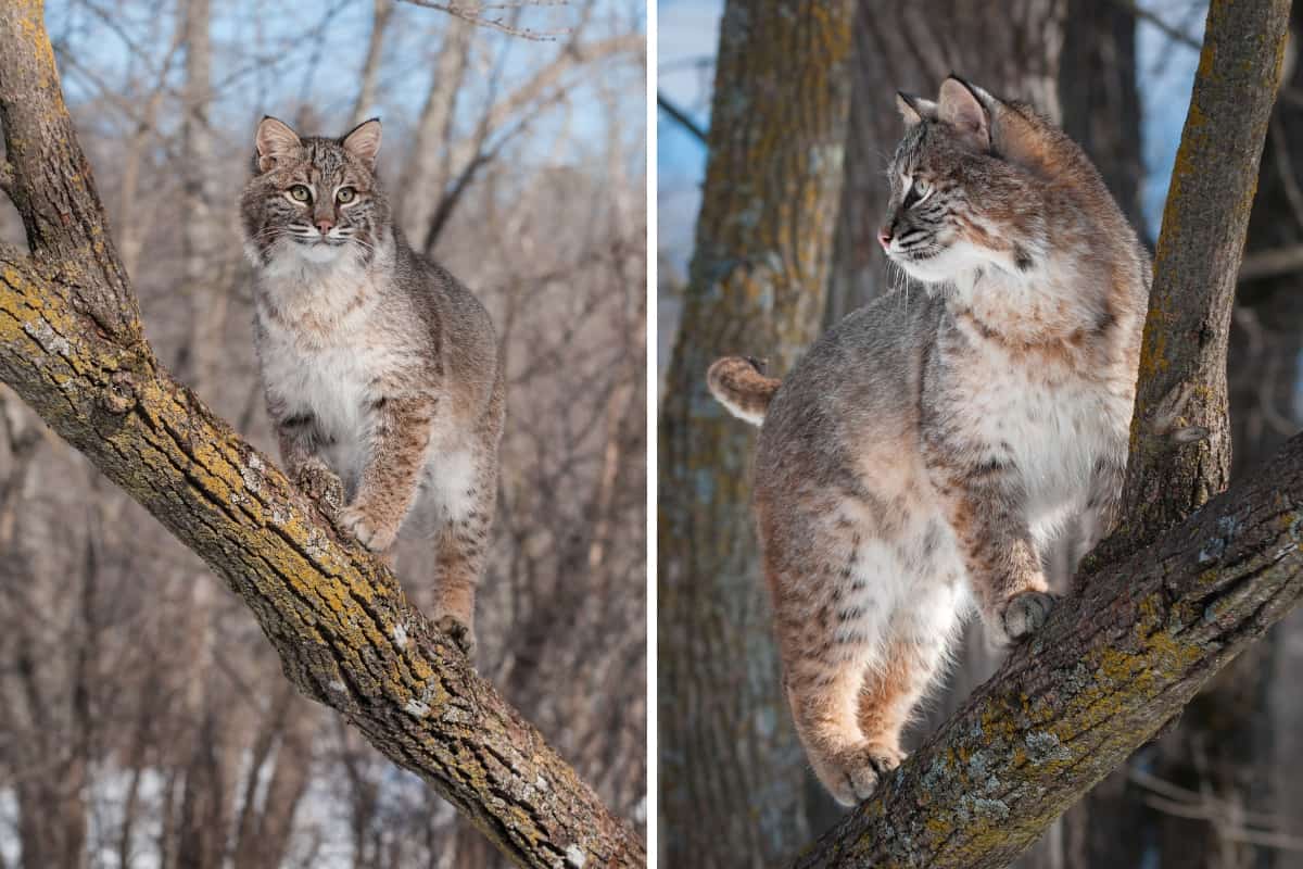 Sharp claws and powerful hind legs make bobcats good tree climbers.