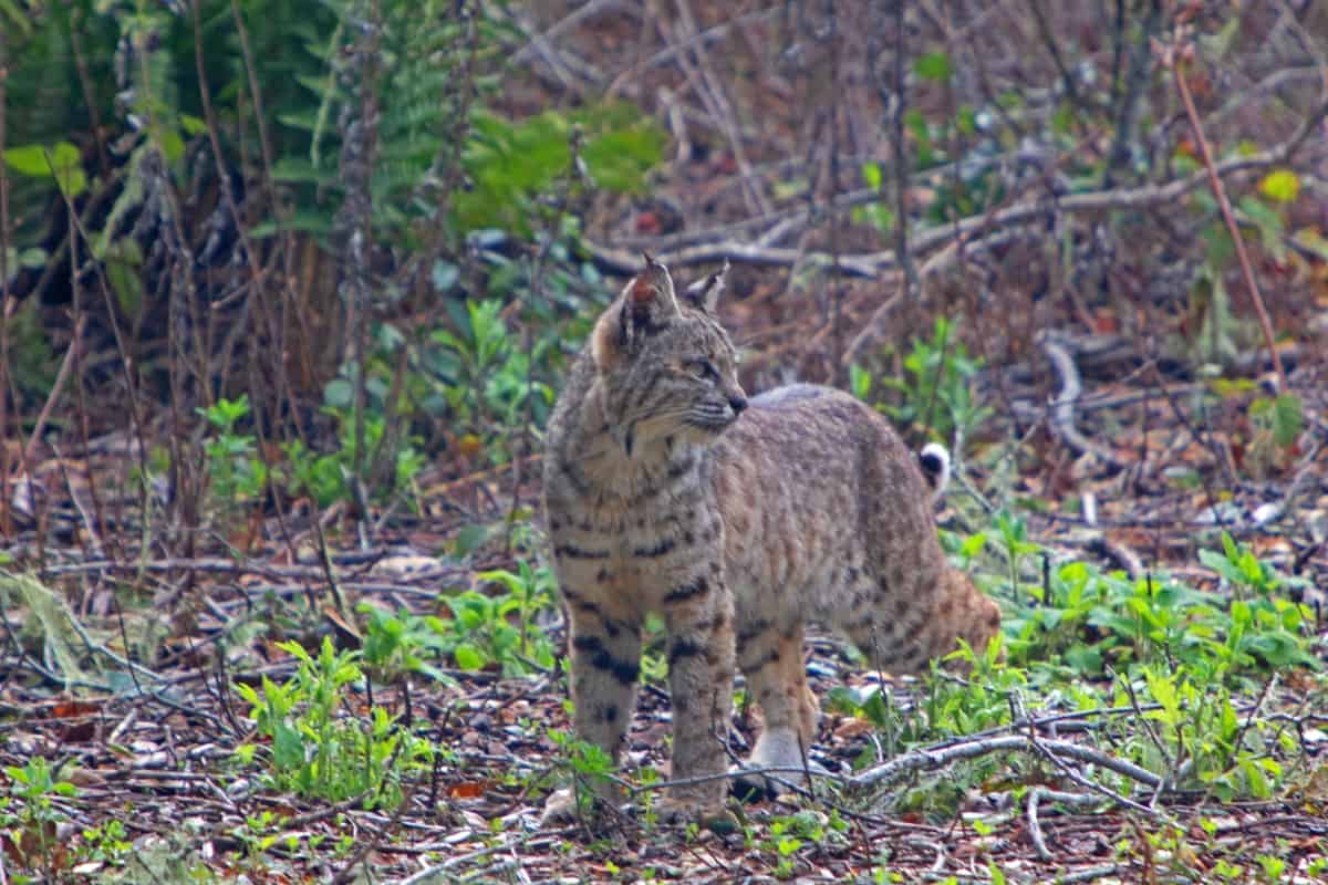 A bobcat in the forest of Texas state.