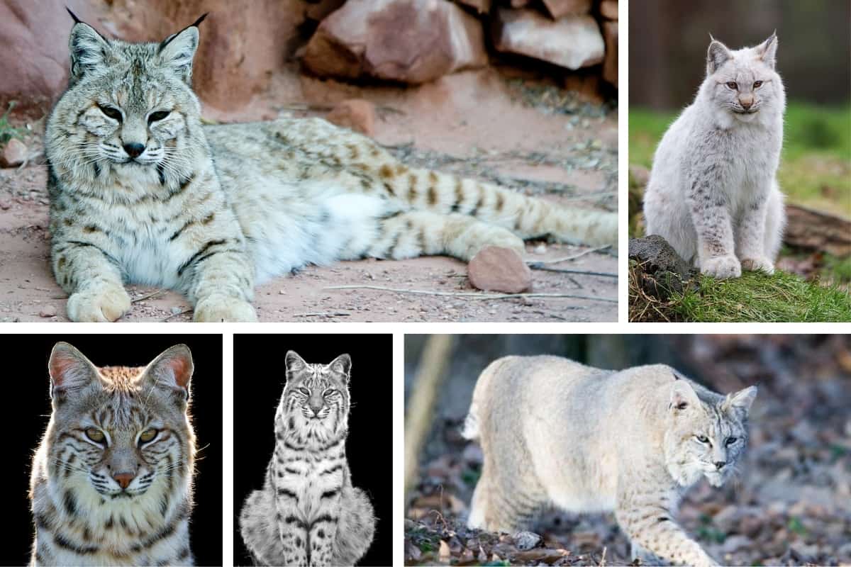 White bobcats, different Shades