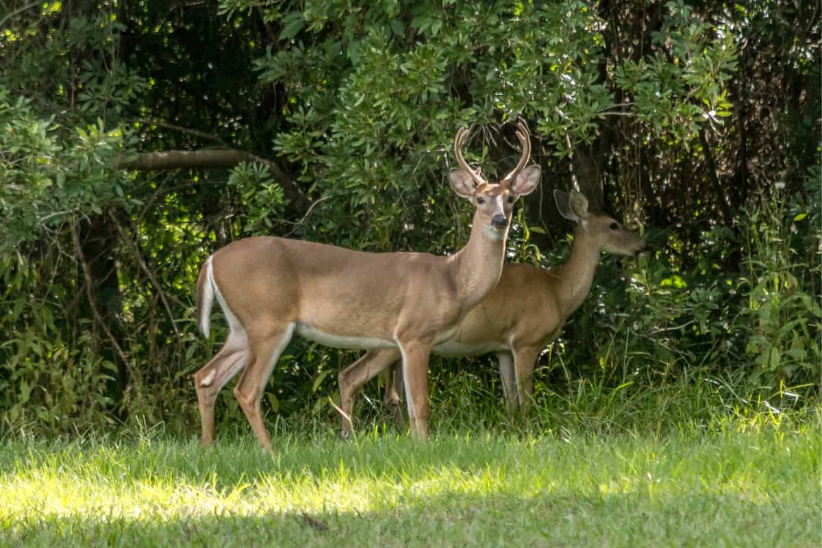 White-tailed deer duo in forest