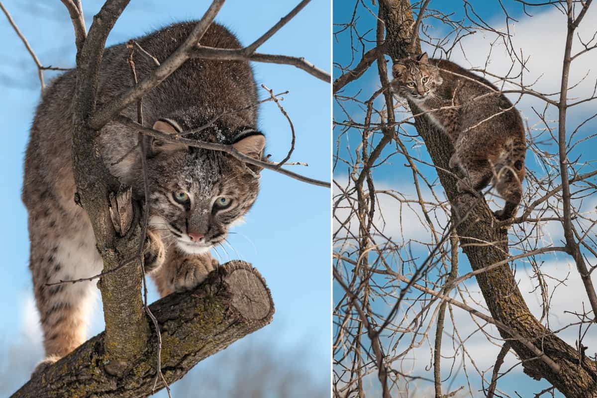 Bobcats climbed on tree for safety from predators