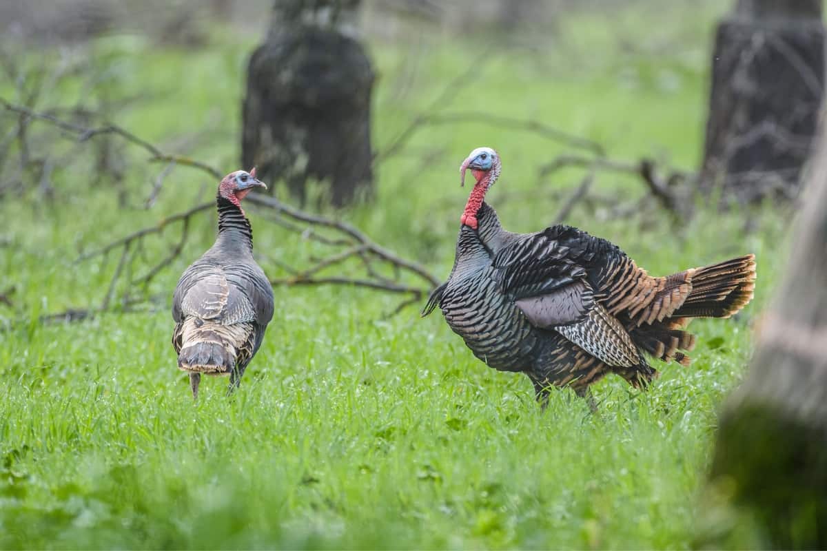Wild turkeys in grassland in Indiana