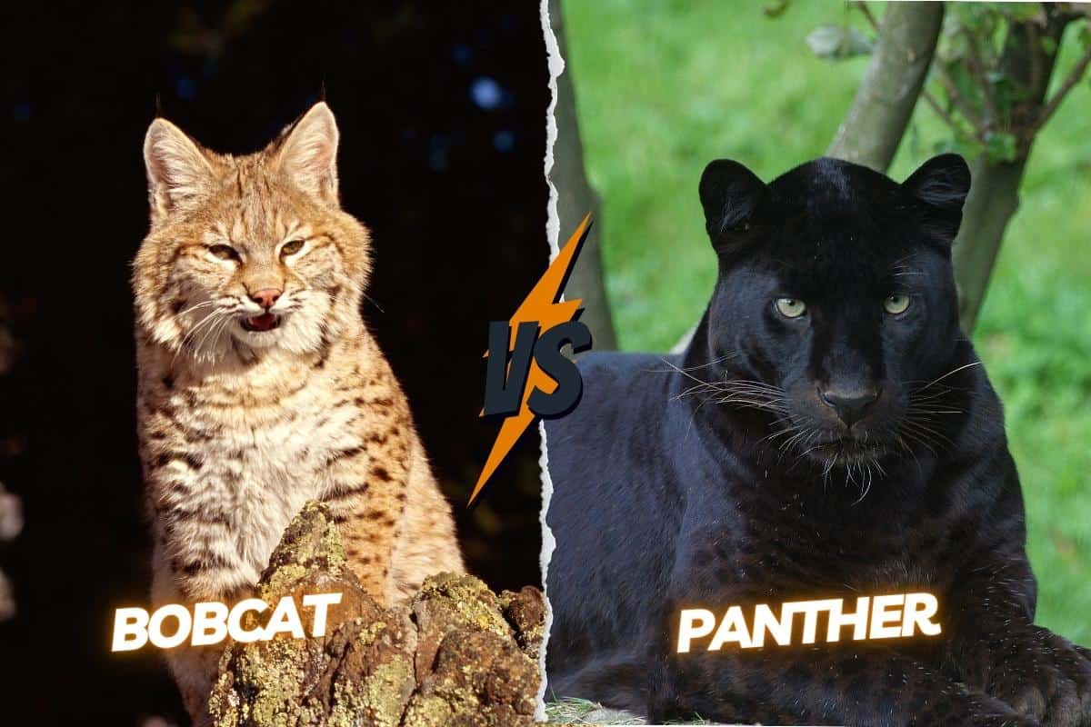 bobcat and panther ears closeup