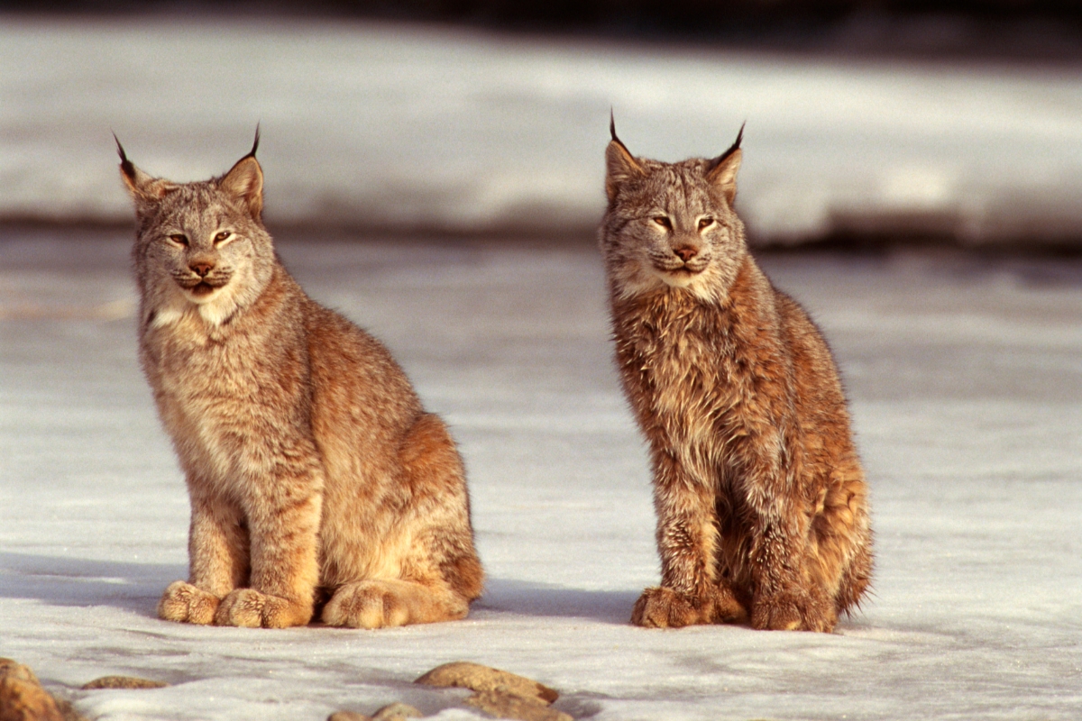 Male Bobcat with its mating partner.