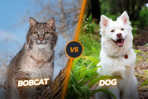 Bobcat vs Dog: What Happens When a Bobcat Meets a Dog?