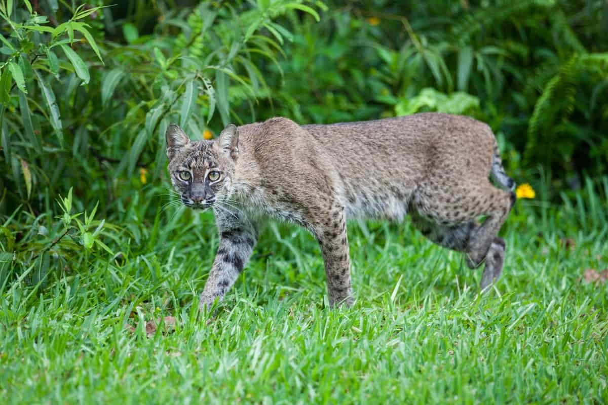 bobcats live in forests, deserts, swamps