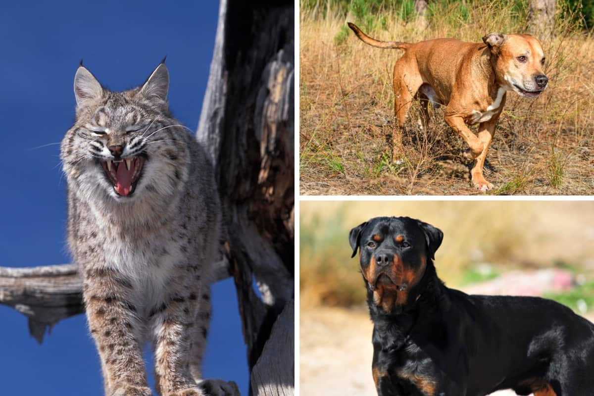 Can bobcats kill pit bulls or Rottweilers