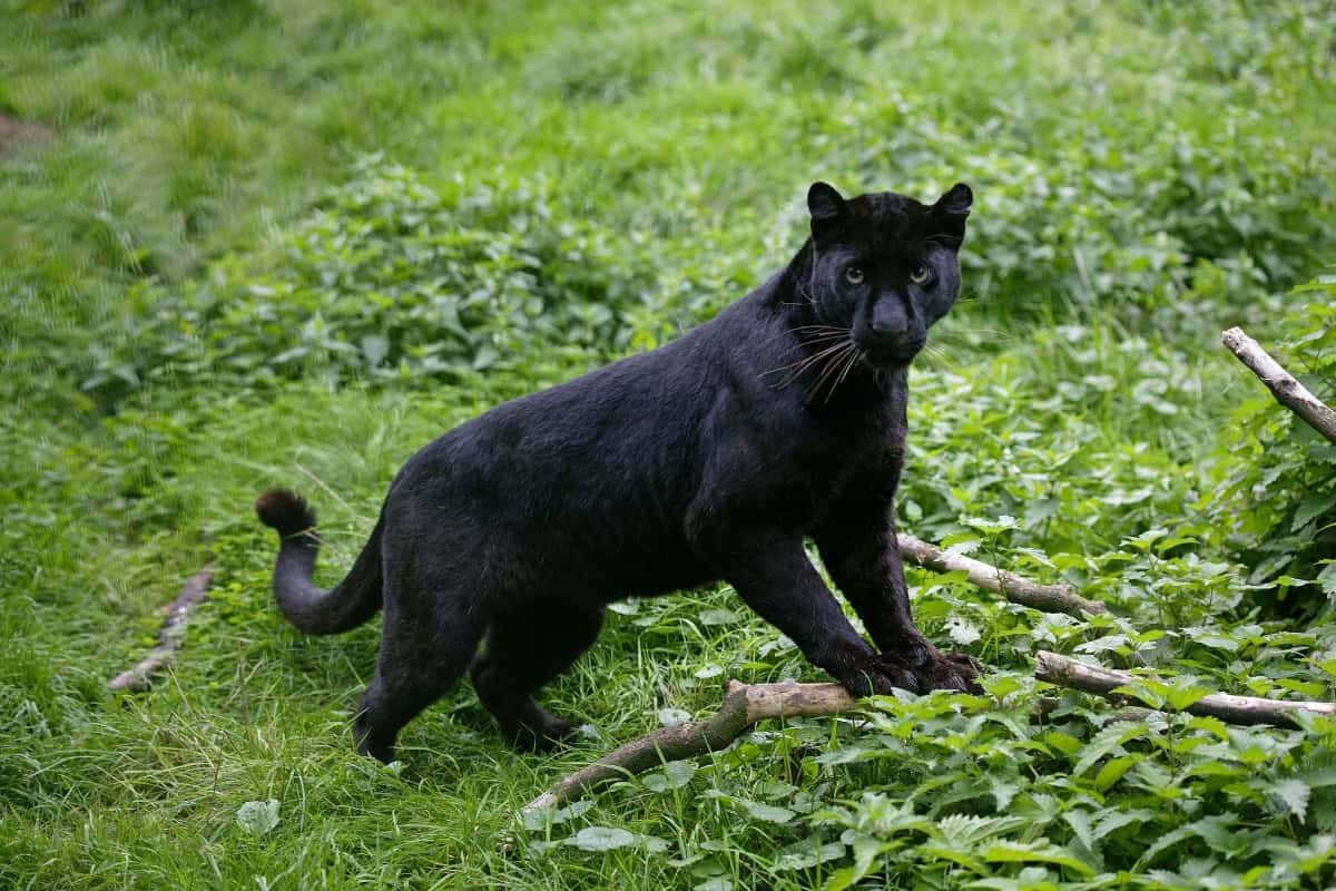 A black panther in forest