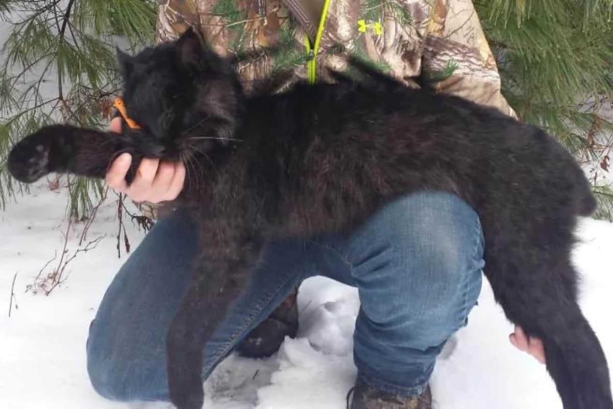Rare black bobcat
