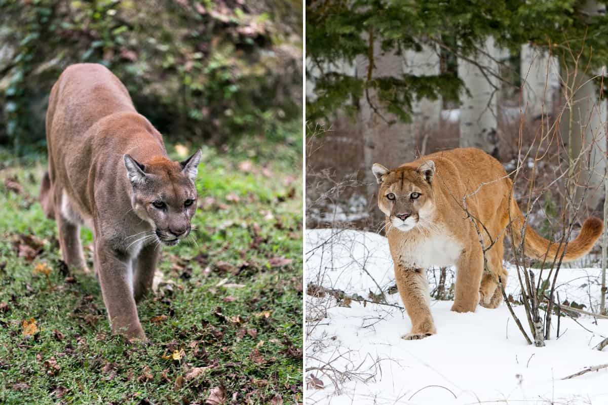 mountain lion and Florida panther are also the wild cats of Arkansas.