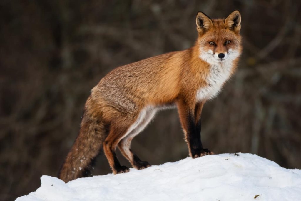 A red fox on a snow bank with tail visible