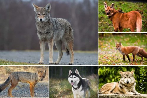 Animals Like Coyotes – 20 Similar Animals Listed