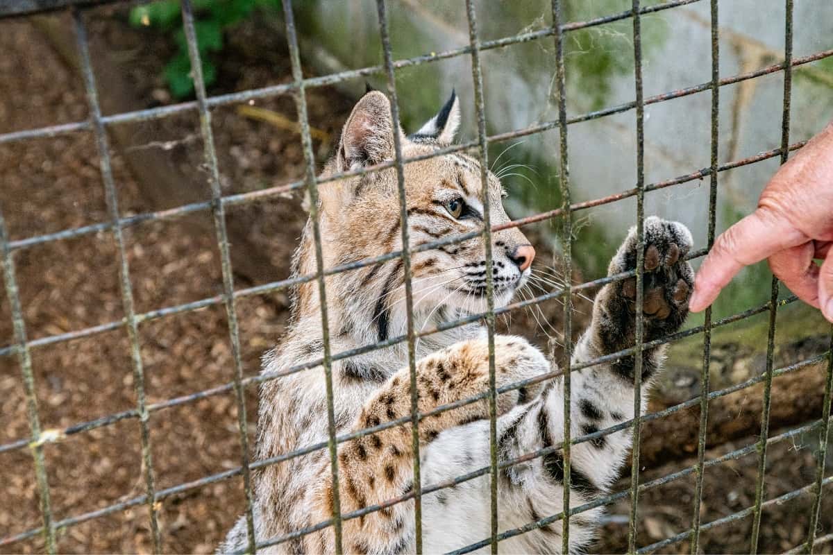 Are Bobcats Legal to Keep as Pets