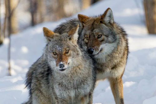 Are Coyotes Smart? Let’s Explore How Smart Are They!