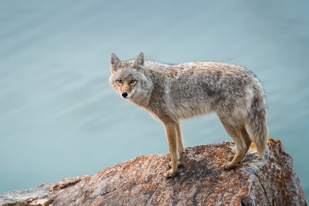Are coyotes smarter than foxes