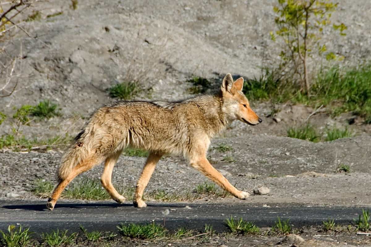 A brown color coyote walking down the road.