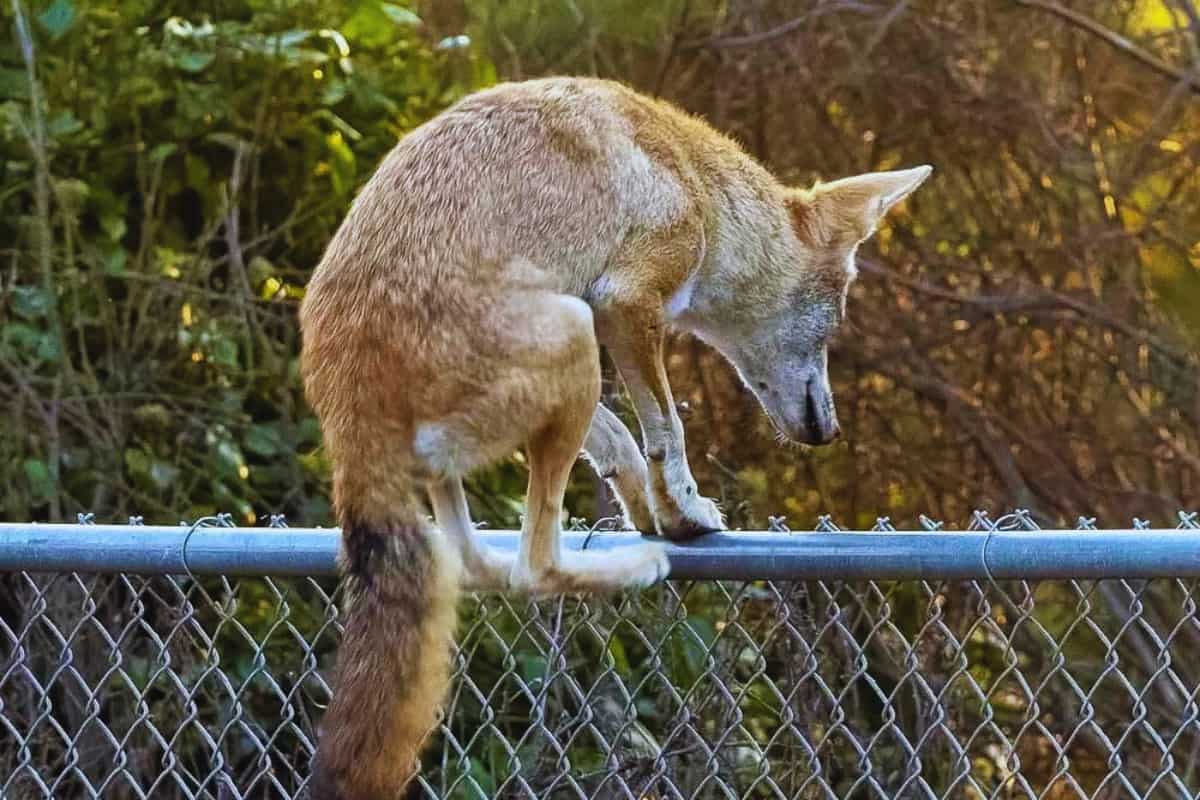 Can a coyote jump a chain link fence