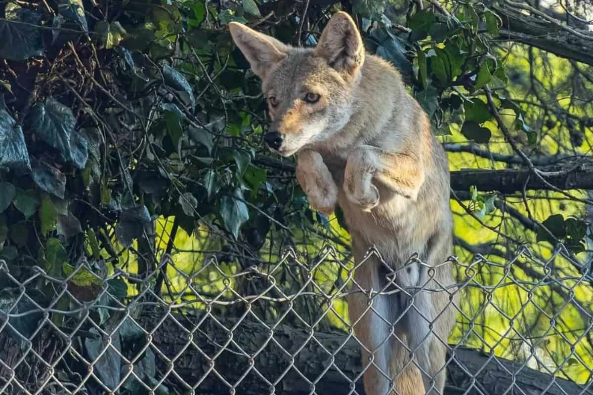 Can Coyotes Jump Fences 
