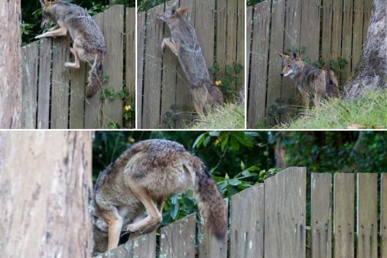 Can Coyotes Jump Wooden Fences 768x512 