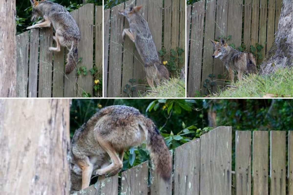 Can coyotes jump wooden fences