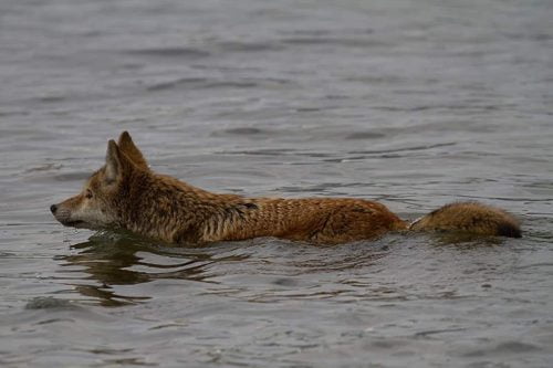Can Coyotes Swim? The Truth About Coyotes And Swimming