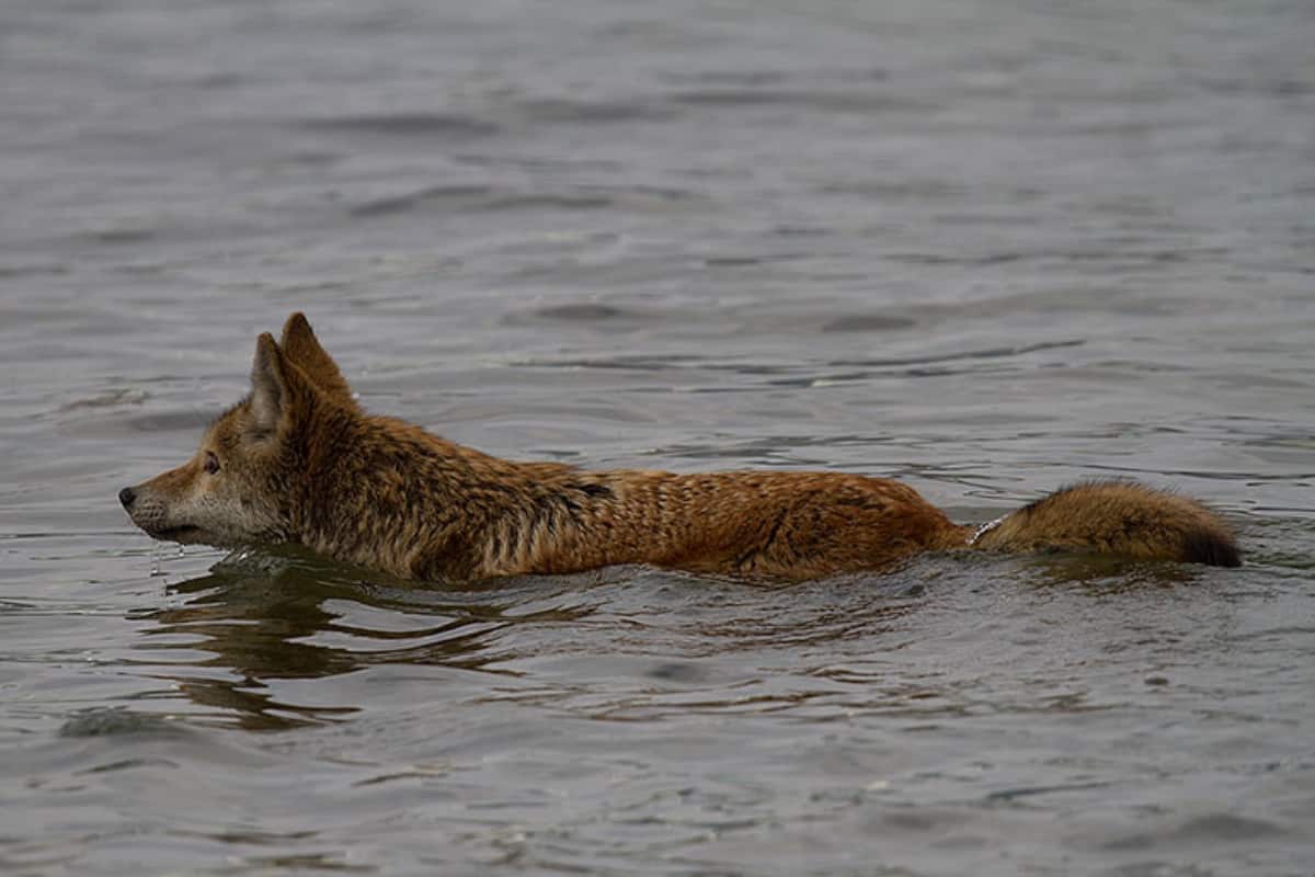 Can coyotes swim? Yes they can.
