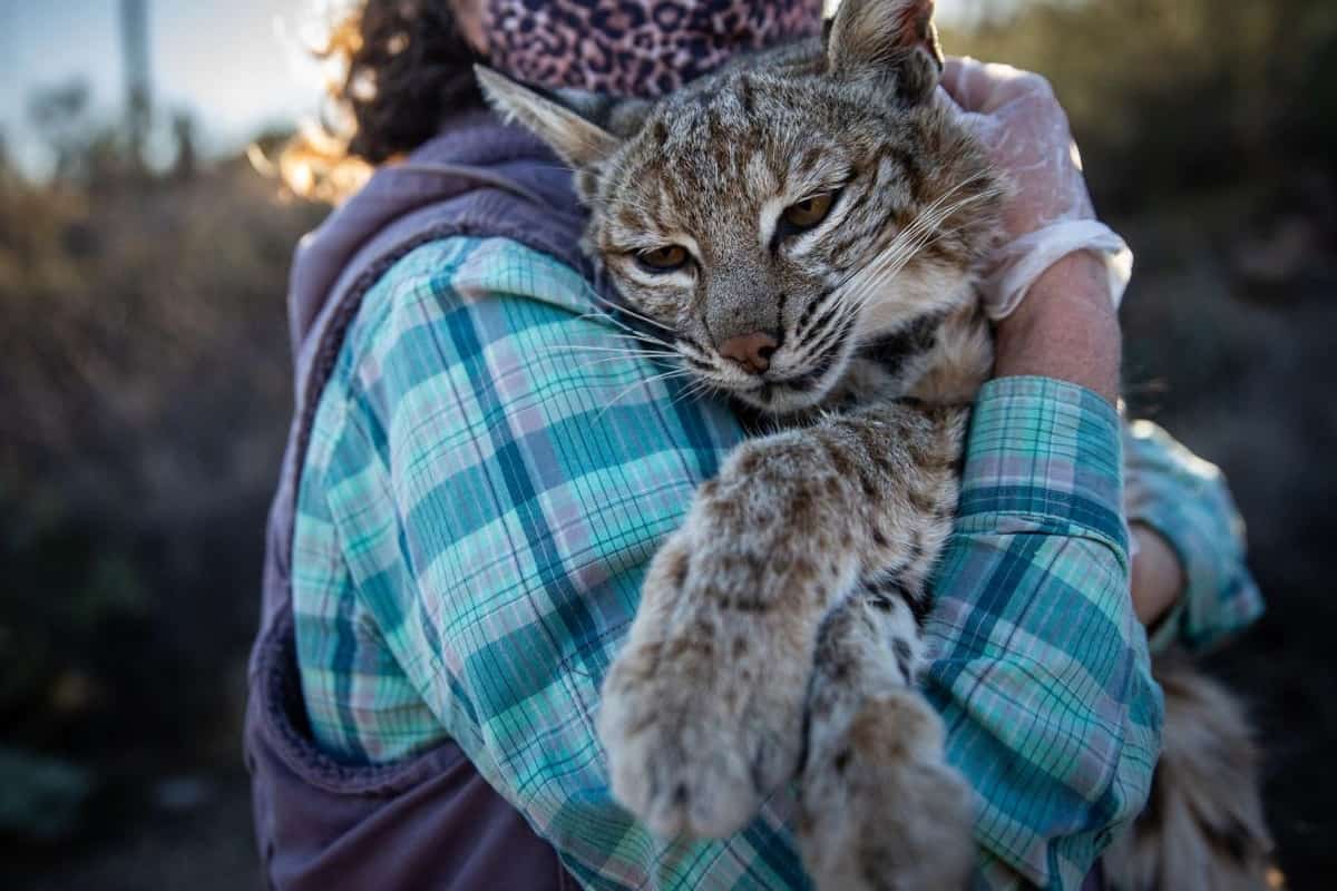 Can you keep Bobcats as Pets
