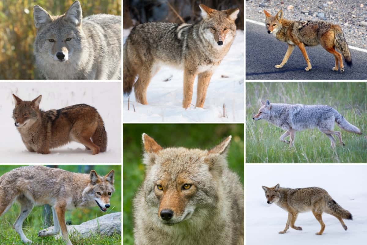 Coyote color variations