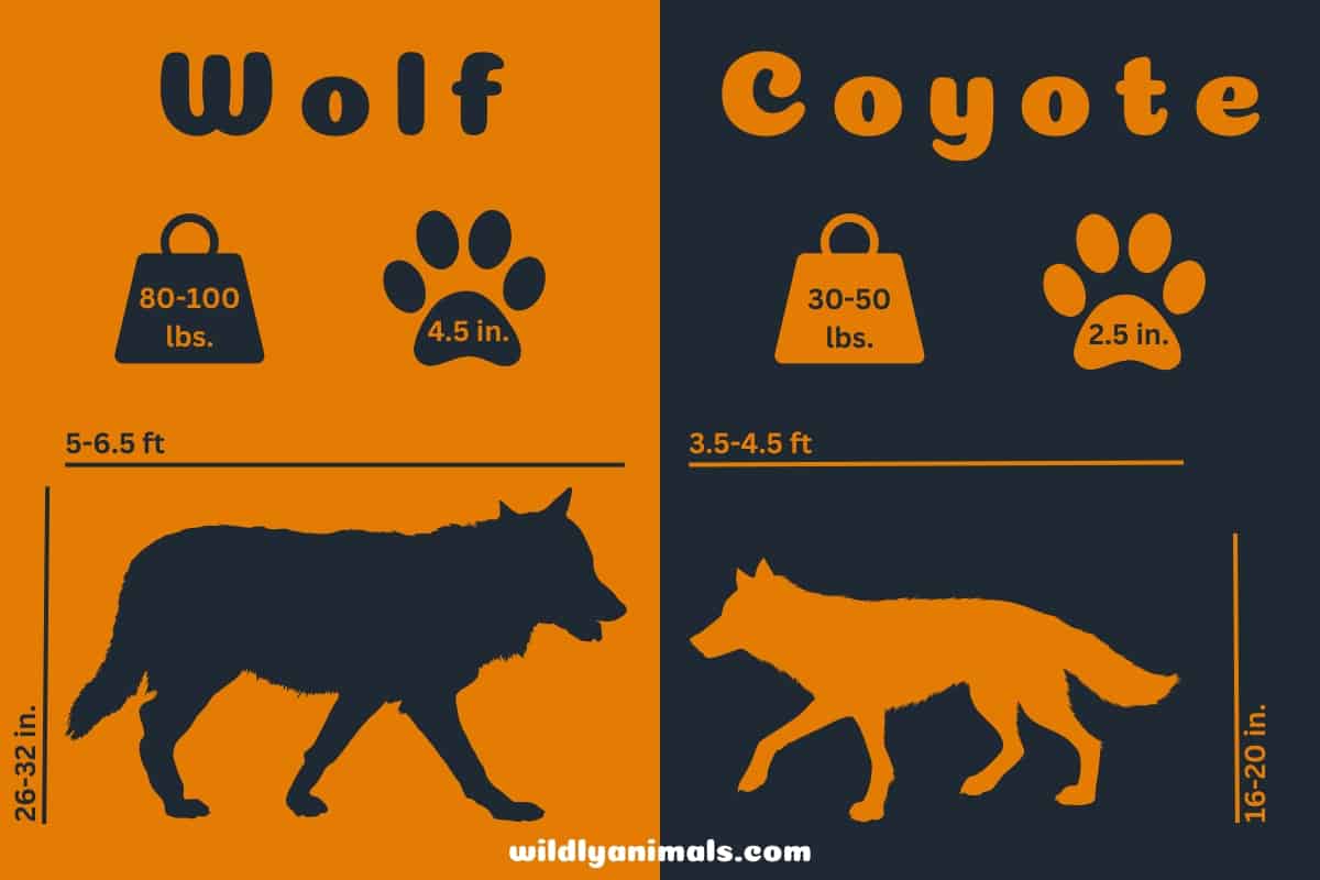 Coyote size comparison with Wolf - infographic