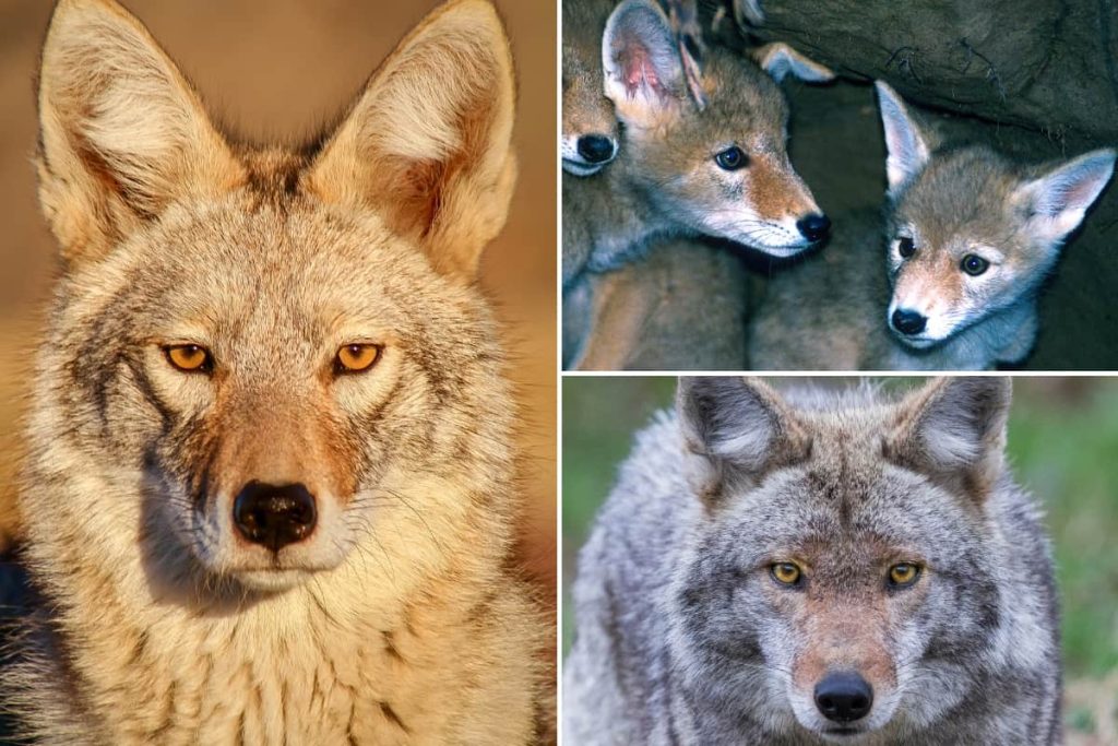 What Colors Are Coyotes? - Coyote Colors (with Pictures)