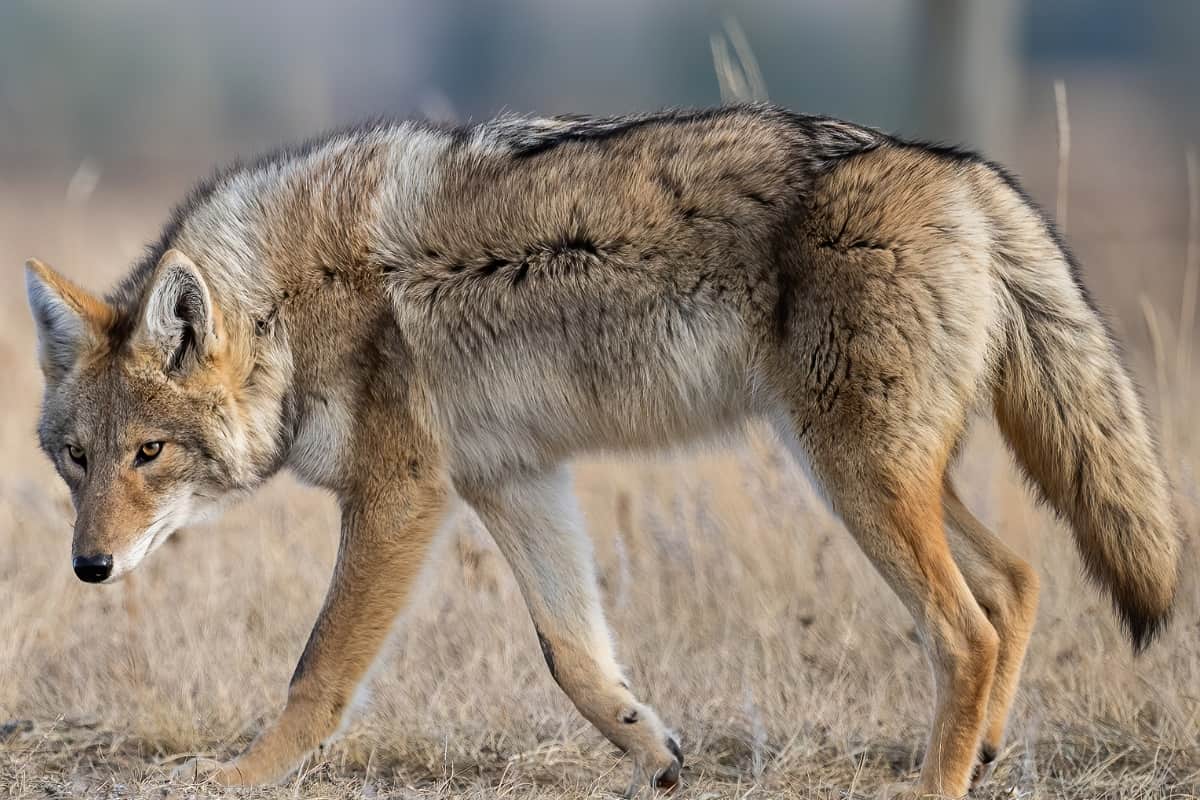 Coyote fur colors in Banff, Canada