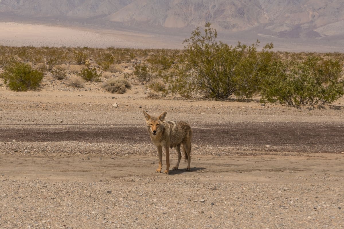 where do coyotes live in the desert