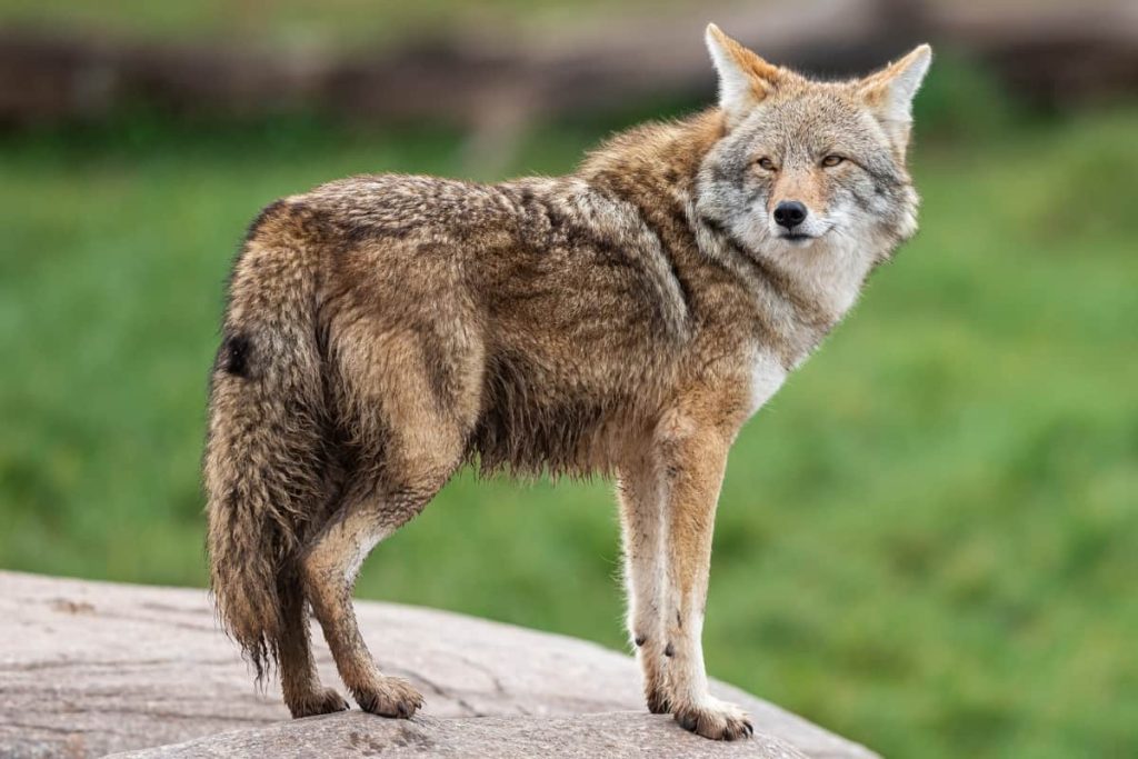 A portrait of a coyote in the meadow