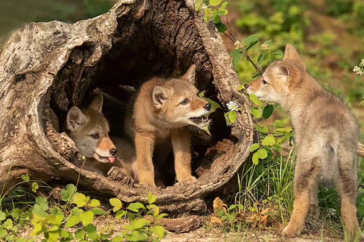Coyote natural den in tree log.