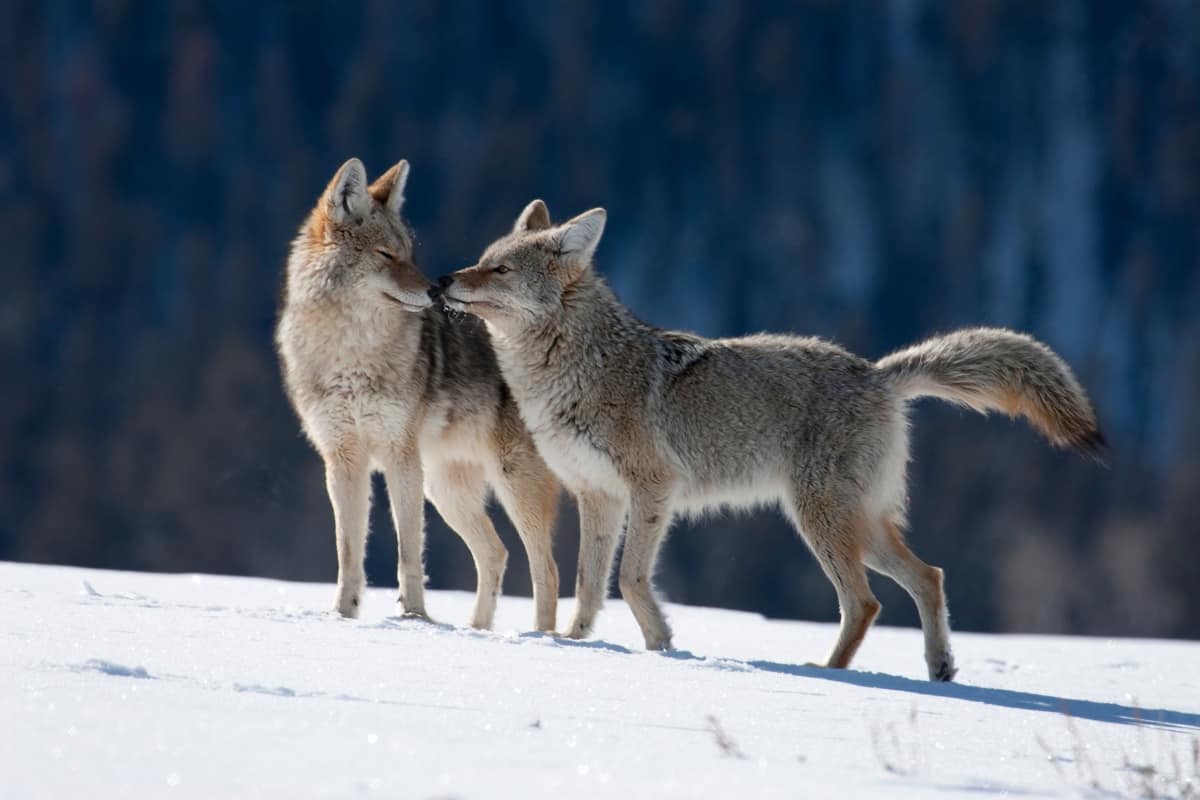 A coyote couple in snow