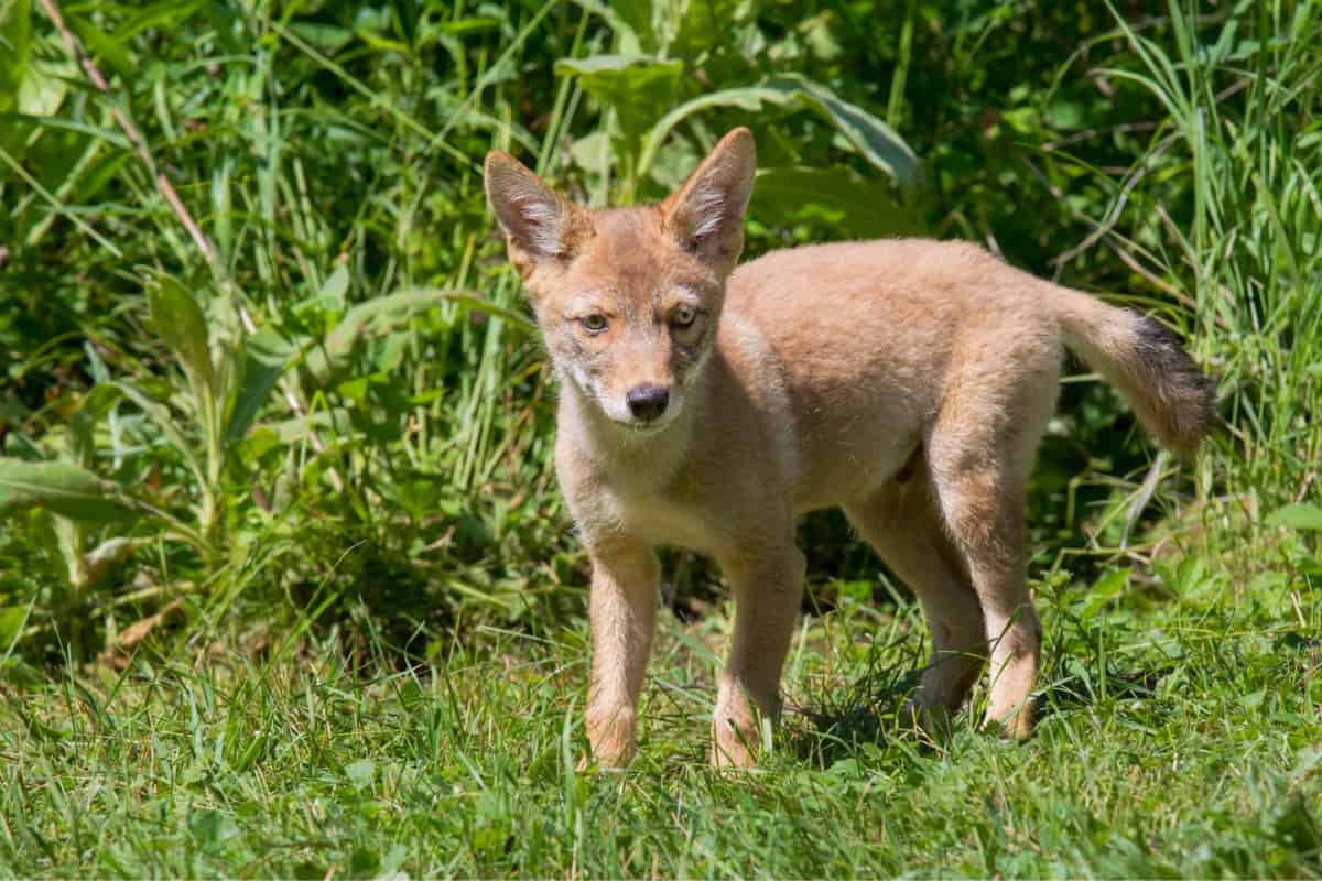 A coyote pup standing in grass showing its size