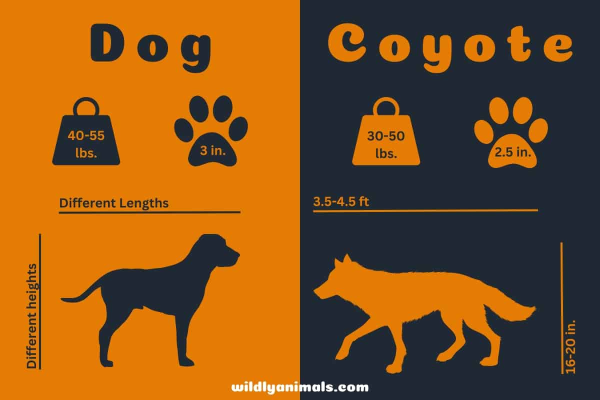 Coyote size comparison to dog - infographic