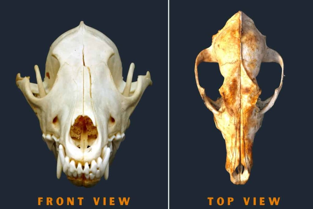 Coyote skull front and top view
