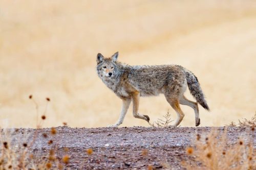 Coyote Tails Guide: From Bushy Charm to Black Tips