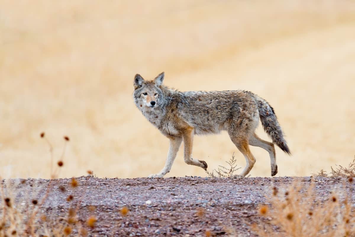 Coyote tails: do coyotes have bushy tails