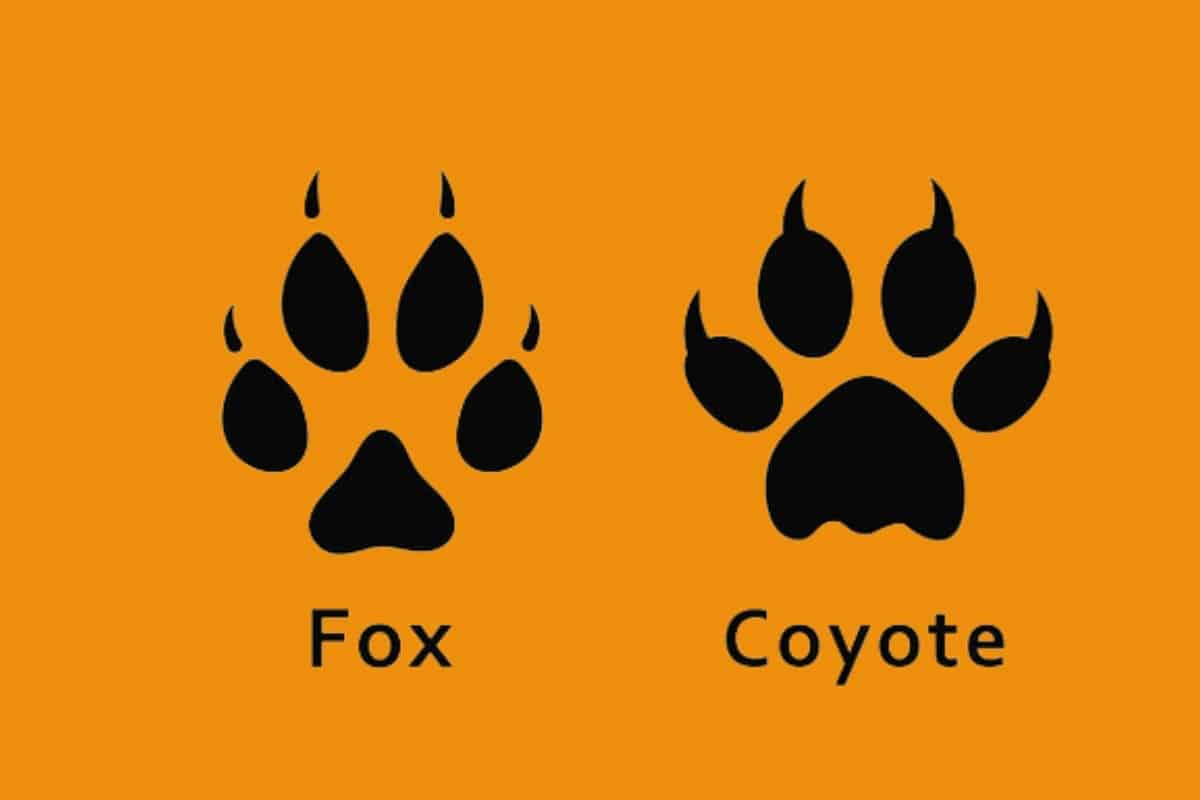 Coyote track vs fox track