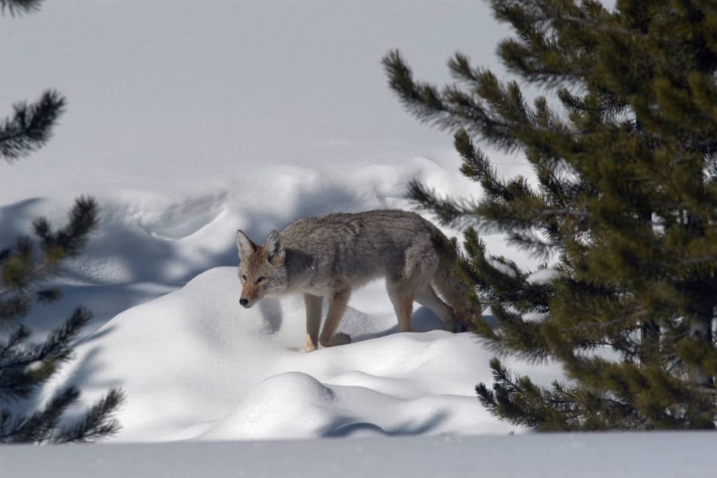 Coyote have winter coats for survival in the winter